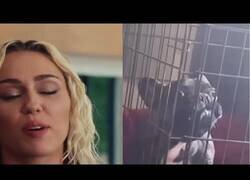 Enlace a La voz de Miley Cyrus me recuerda a algo