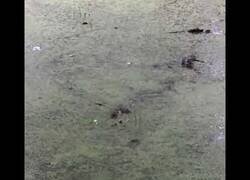 Enlace a Cocodrilo sigue un puntero láser