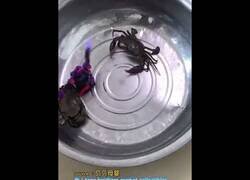 Enlace a Cangrejo peleando contra robots