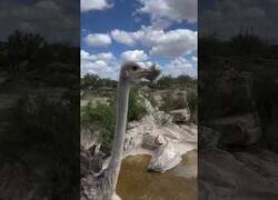 Enlace a Este niño no volverá a pisar un Zoo