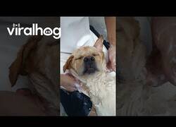 Enlace a Este perrete vive mejor que tú y que yo