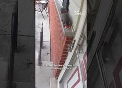 Enlace a Ardilla agradecida con una mujer que le daba de comer, le deja una galleta