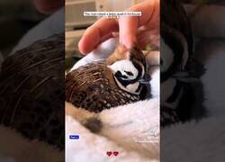 Enlace a Cuidando de una pequeña codorniz