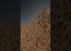 Enlace a Pastor saudí se carga un dron de una pedrada