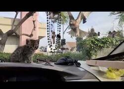 Enlace a Halcón intenta atrapar a un gatito debajo del cristal