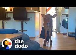 Enlace a Así es cuidar de una pequeña vaca