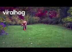 Enlace a Zorro juega en un jardín