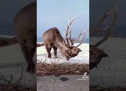 Enlace a El claro vencedor entre una pelea de ciervos