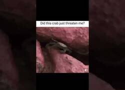 Enlace a ¿Me acaba de amenazar un cangrejo?