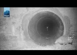 Enlace a Un coyote y un mapache emprenden un viaje juntos a través de un túnel