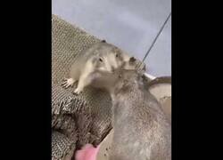 Enlace a Un carpincho pidiendo disculpas