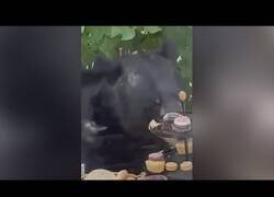 Enlace a Oso interrumpe una fiesta de cumpleaños