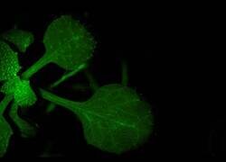 Enlace a Científicos descubren cómo las plantas responden a estímulos de peligro