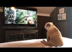Enlace a Bulldog sigue una película con atención
