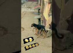 Enlace a El perro borracho