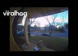 Enlace a Perro roba un paquete entregado en una casa