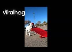 Enlace a El perro de Papá Noel es skater