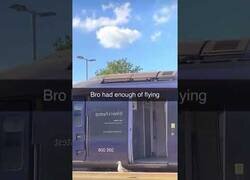 Enlace a La gaviota que se cansó de volar