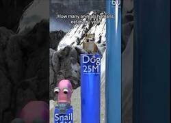 Enlace a ¿Cuántos animales comemos los humanos al año?