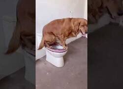 Enlace a Este perro es más responsable que tú