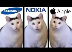 Enlace a Gato interpreta varios tonos de llamada