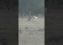 Enlace a Descubren una cierva albina en Doñana