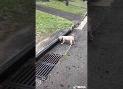 Enlace a El gato que quería conocer a Pennywise