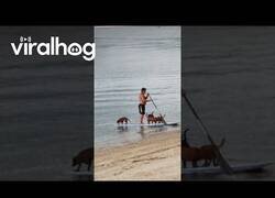 Enlace a Los perros que hacían paddlesurf