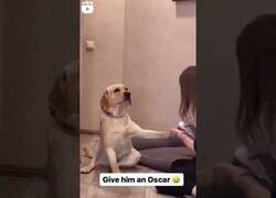 Enlace a El perro más dramático que verás hoy