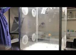 Enlace a ¿Sabías que las abejas dejan de volar cuando se apaga la luz?