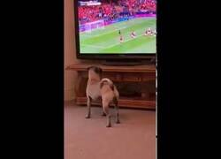 Enlace a El perro que celebra goles