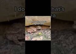 Enlace a La rana que intentó comerse una oruga venenosa