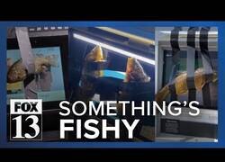 Enlace a Adolescente en Utah se enfrenta a cargos por pegar peces en cajeros automáticos por toda la ciudad