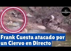 Enlace a Momento en el que un ciervo ataca a Frank Cuesta en pleno directo