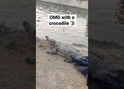 Enlace a Más aventuras del hombre entre cocodrilos disfrazado de cocodrilo