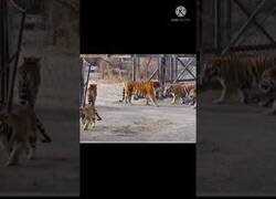 Enlace a Tigres más pequeños reaccionan al ver por primera vez a un tigre siberiano