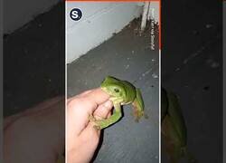 Enlace a Rana ambiciosa intenta comerse a una mujer