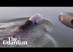 Enlace a Rescatan a un oso nadando en un lago con un tarro en la cabeza