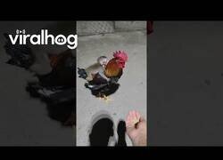 Enlace a Un mono se monta encima de una gallina