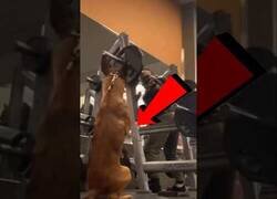 Enlace a Este perro es todo un gymbro