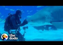 Enlace a Tiburón reconoce a su amigo humanos tras un año separados