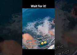 Enlace a Increíble lo que sucede cuando derramas cerveza en el mar