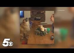 Enlace a Le lanzan un beso a este perro y lo ve pasar de largo