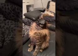 Enlace a Imprimiendo sombreros de Batman para sus gatos