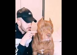 Enlace a ¿Qué perro es más peligroso: chihuahua o pitbull?