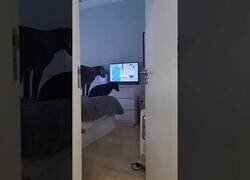 Enlace a Perros que estaban viendo Doraemon se enfadan al apagar la tele