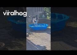 Enlace a Perro juega en una piscina por primera vez