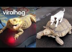 Enlace a Divertidos encuentros con reptiles
