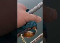 Enlace a Ayudando a un pájaro al que se le congelaron las patas en un puente