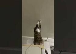 Enlace a El gato electricista